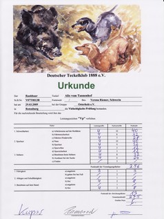 Alix wirkte von Anfang an erstaunlich "erwachsen" - sehr ruhig, ausgeglichen, überlegt und eigenständig. Zuhause besticht Alix  durch große Ruhe und im Revier durch ihre feine Nase. Bei ersten Stöberarbeiten findet sie schnell. Mit Mut, Kampfgeist und Ausdauer treibt sie auch Schwarzwild aus der Dickung und beweist dann hervorragenden Laut. Bereits mit 5 Monaten verfolgte sie eine Saufährte weit, sicher und fährtenlaut. Mit nur 10 Monaten absolviert Alix bei der Gruppe Schönberg die Spurlautprüfung/J mit 100 Punkten und Tagessieg.  Übungsschleppen arbeitet Alix von klein auf mit auffallender Begeisterung und hoher Konzentration. Mit nur 12 Monaten - zum frühest erlaubten Zeitpunkt - besteht Alix die Schweißprüfung auf der 1.000 m langen Übernachtfährte bei der Gruppe Lübeck und erwirbt auch ihr zweites Leistungszeichen SchwhK/J mit 100 Punkten und Tagessieg.   Mit nur 16 Monaten besteht Alix auch die Vielseitigkeitsprüfung im 1. Preis - mit 275 Punkten und Tagessieg am 29.März 2009 bei der Gruppe Osterholz/NDS. 